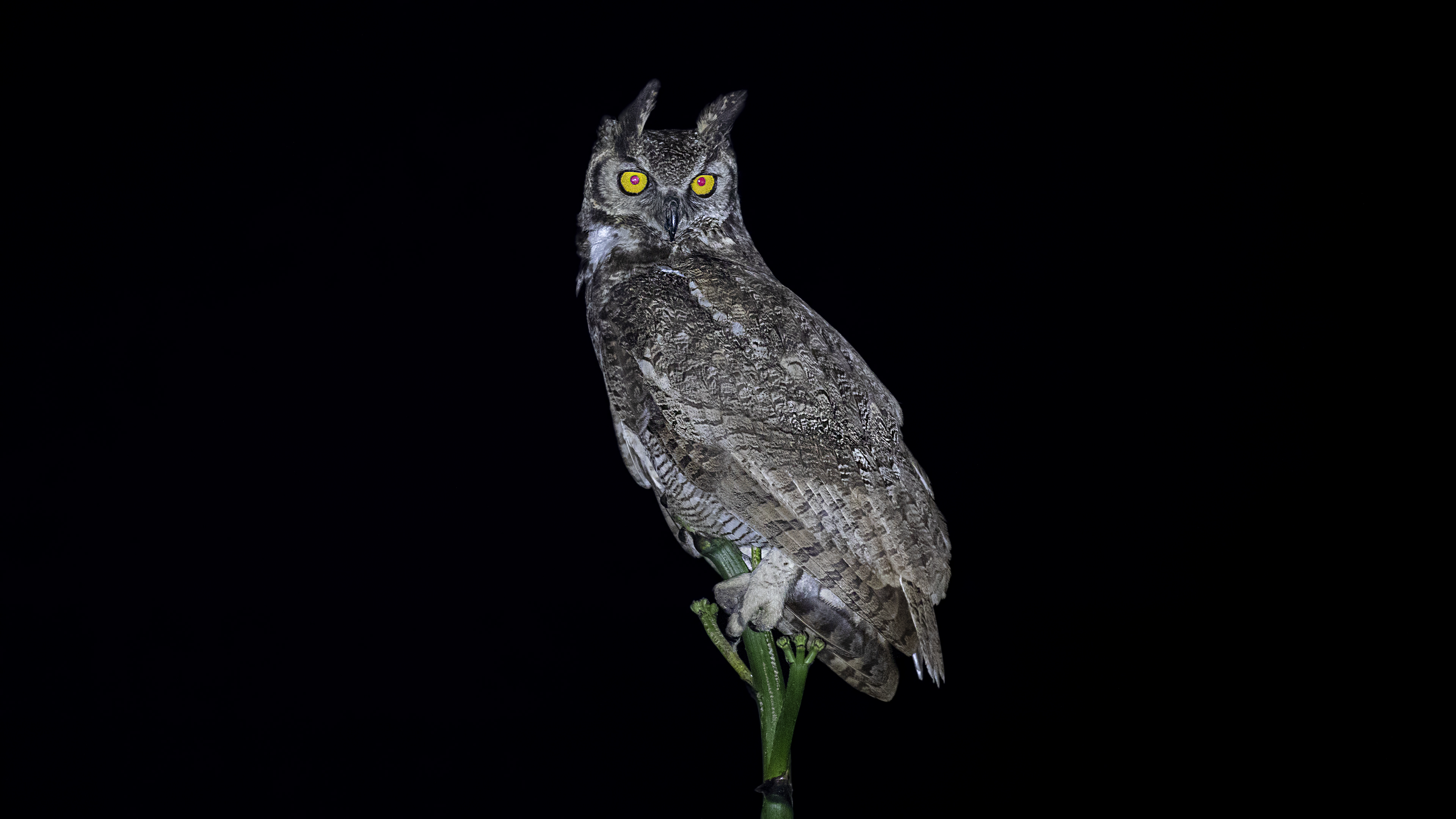 Great Horned Owl